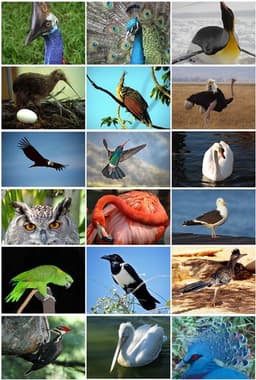 Lester Bird
